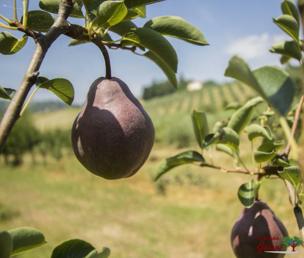 Il Vecchio Gelso - Agriturismo Rimini Montefiore Conca Villa Dış mekan fotoğraf