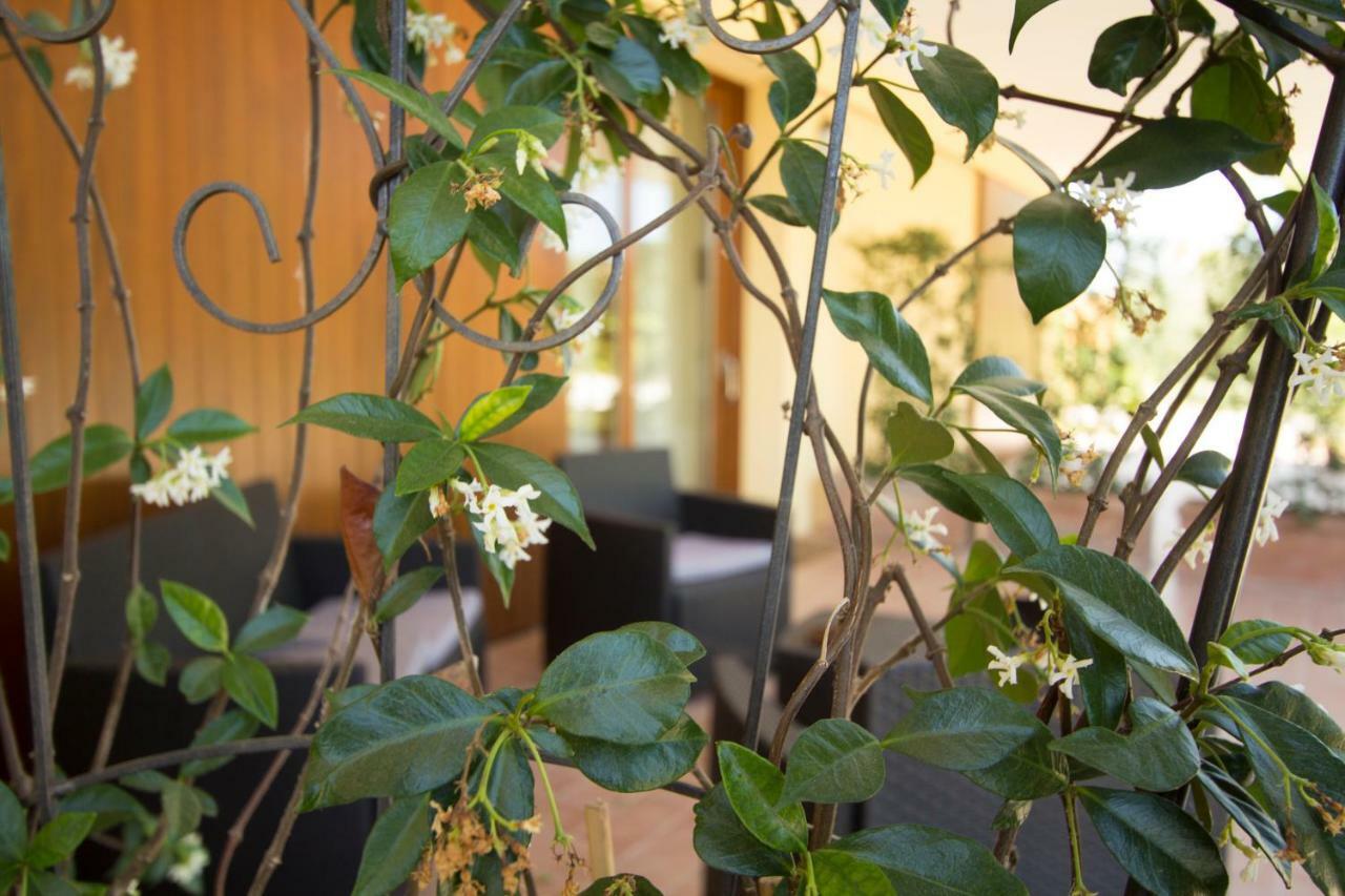 Il Vecchio Gelso - Agriturismo Rimini Montefiore Conca Villa Dış mekan fotoğraf